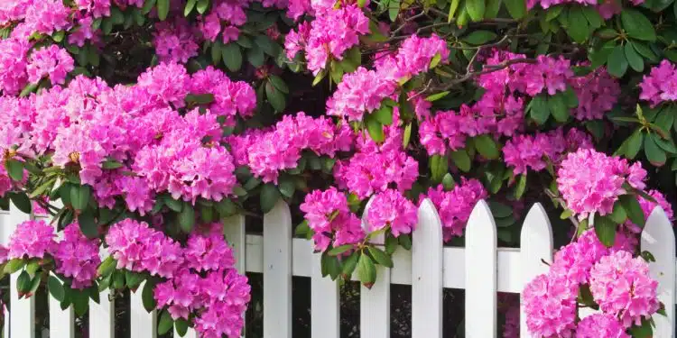 rhododendron