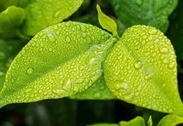 Hydroponie : les bienfaits de la culture des plantes en eau