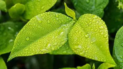 Hydroponie : les bienfaits de la culture des plantes en eau