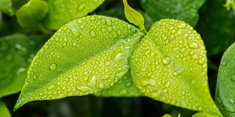 Hydroponie : les bienfaits de la culture des plantes en eau