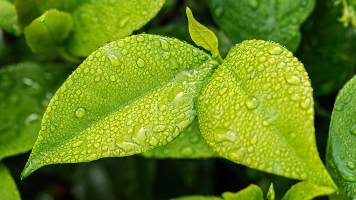 Hydroponie : les bienfaits de la culture des plantes en eau