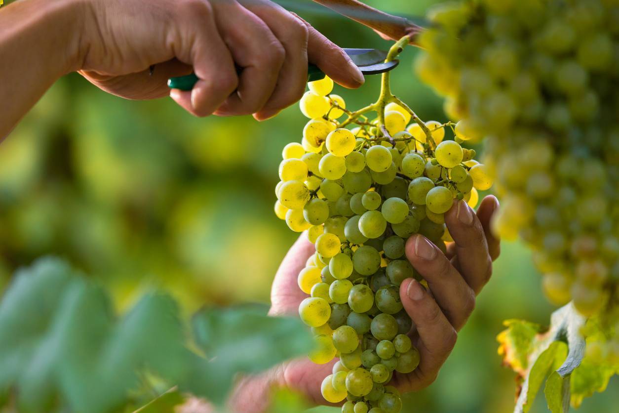 viticulture vignoble vin maladie vignes