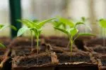 Jardinage écologique : avantages et conseils