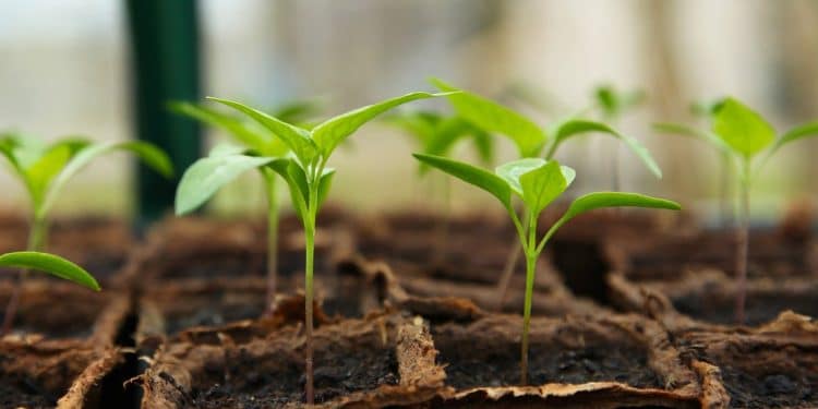 Jardinage écologique : avantages et conseils
