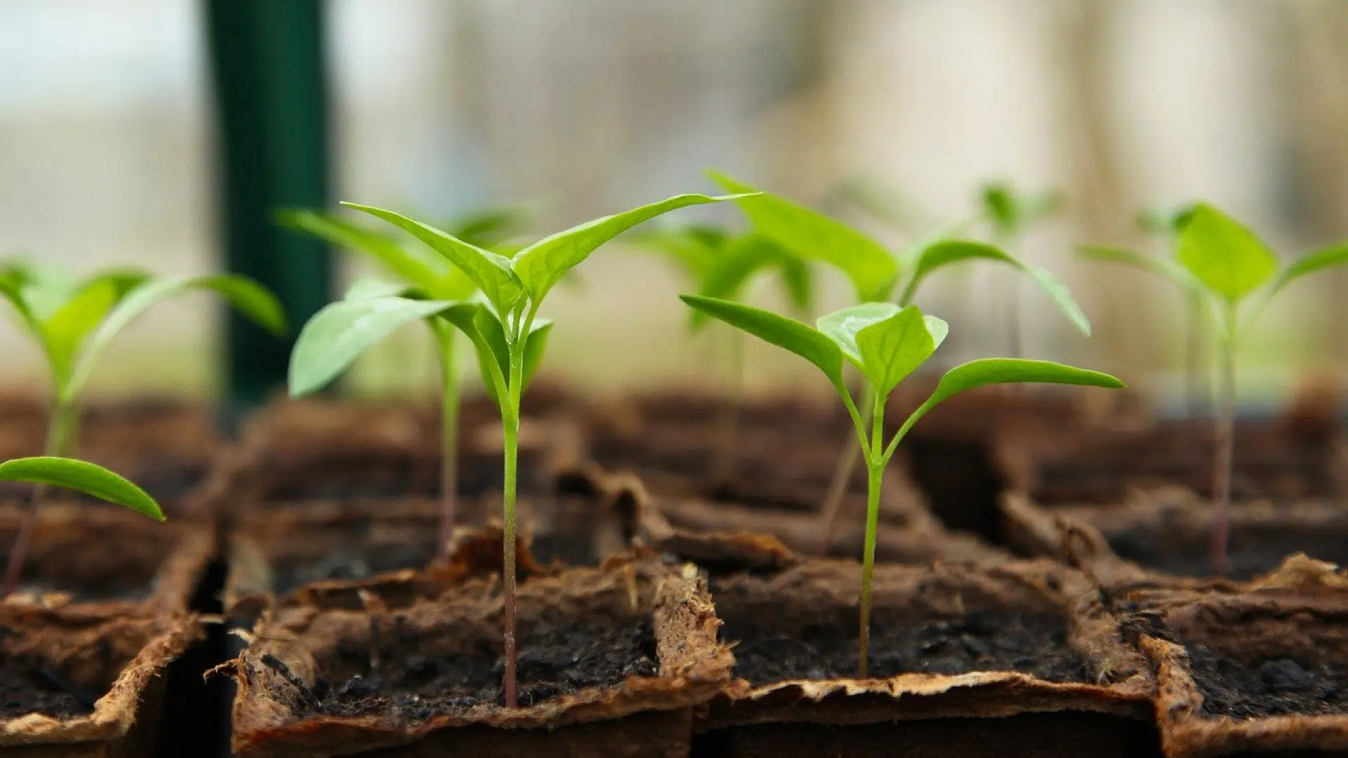 Jardinage écologique : avantages et conseils