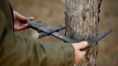 Les avantages de faire élaguer vos arbres par un professionnel