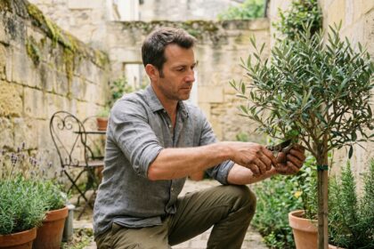 Paysagiste professionnel taillant un olivier dans un petit jardin urbain bordelais entouré de murs en pierre calcaire