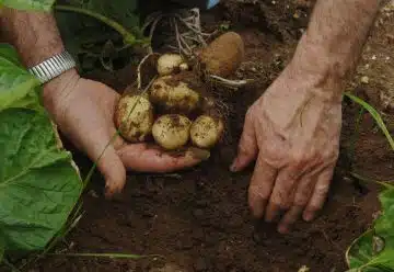 Plantation des pommes de terre