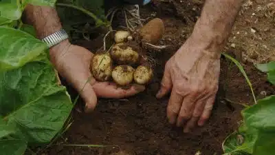 Plantation des pommes de terre