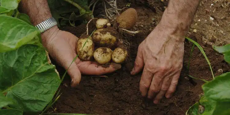 Plantation des pommes de terre