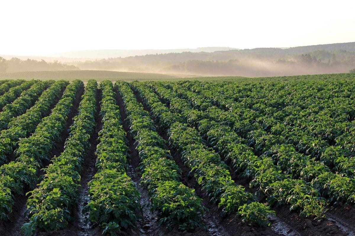 Plantation des pommes de terre 