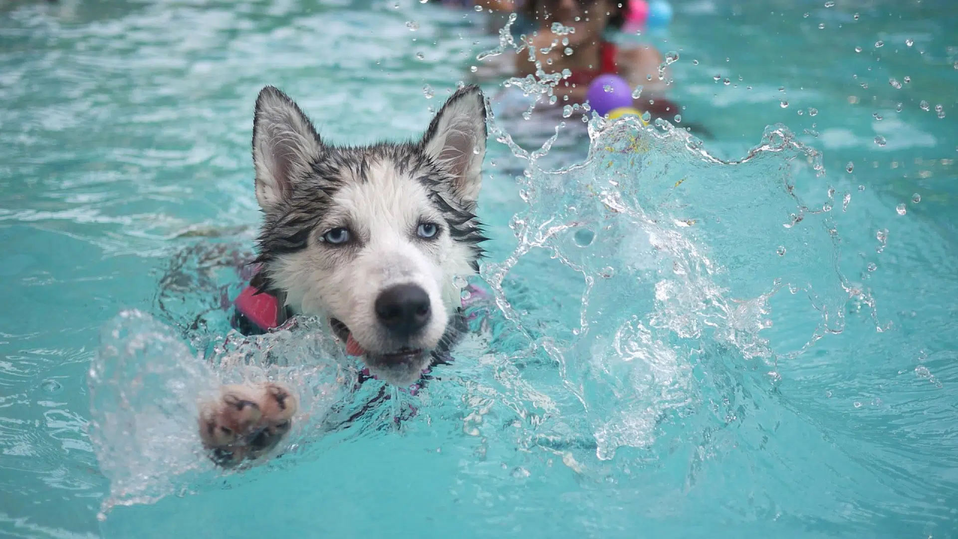 Pourquoi installer une piscine pour chien dans votre jardin ?