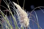 Pourquoi s’offrir un bouquet de pampa ?