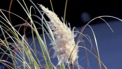 Pourquoi s’offrir un bouquet de pampa ?