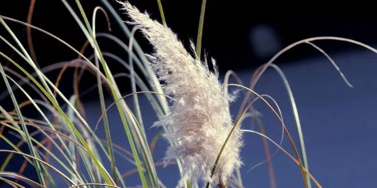 Pourquoi s’offrir un bouquet de pampa ?