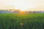 sunrise in plant field