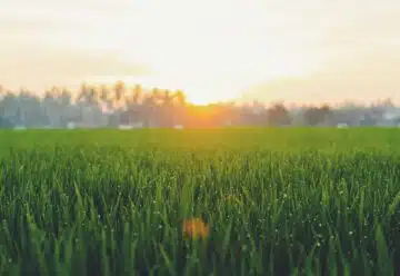 sunrise in plant field