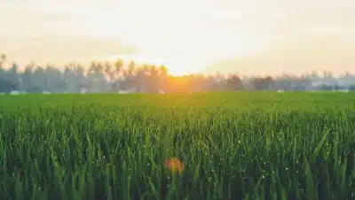 sunrise in plant field
