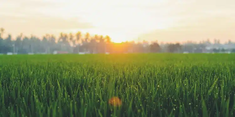 sunrise in plant field