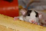 Quels sont les symptômes de la présence de rats ?