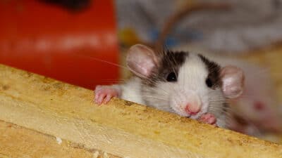 Quels sont les symptômes de la présence de rats ?