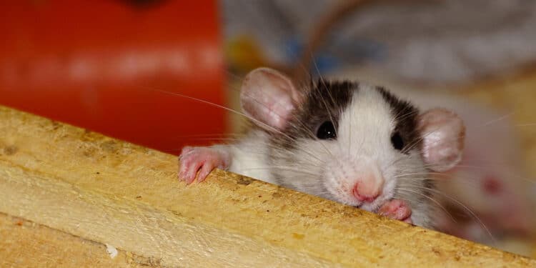 Quels sont les symptômes de la présence de rats ?