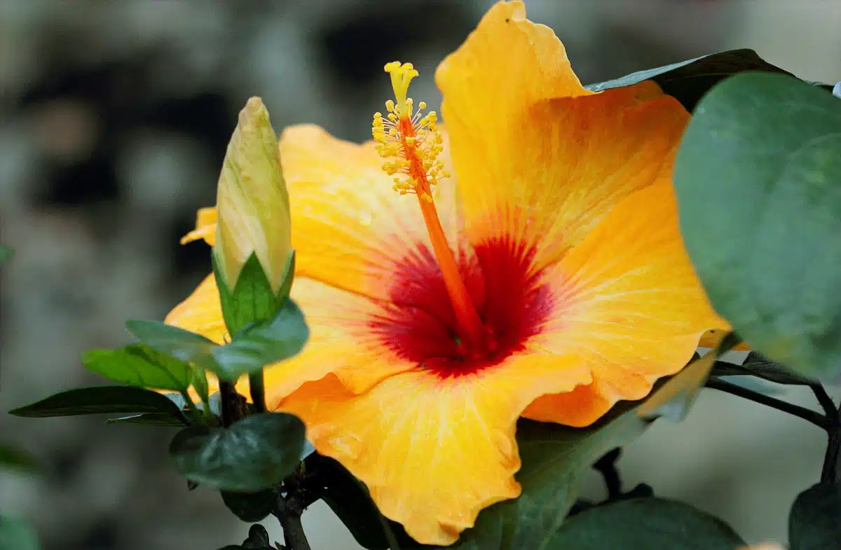 fleurs symboliques