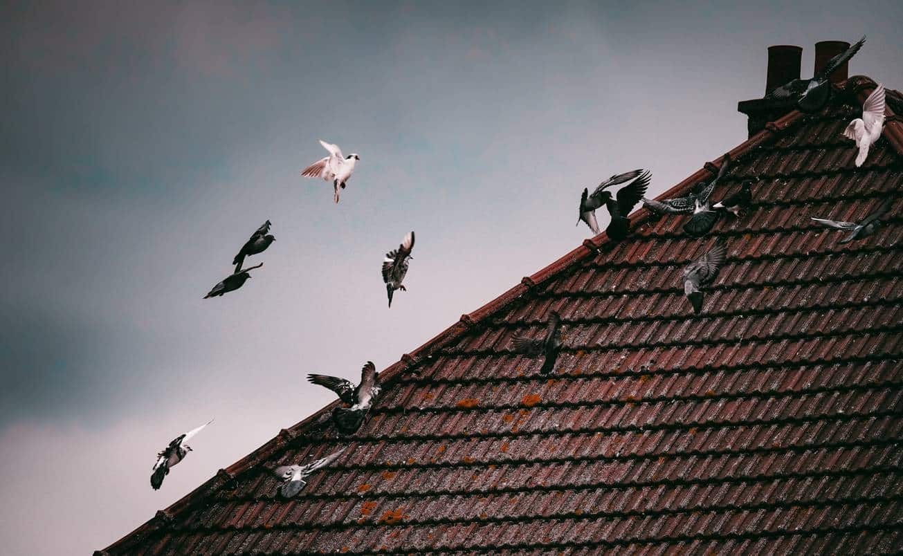Oiseaux sur la toiture