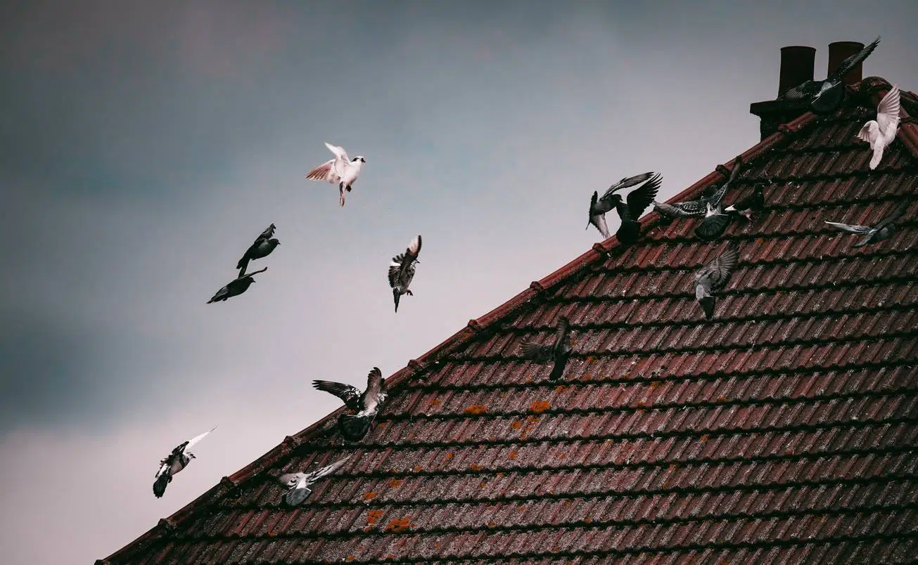 Oiseaux sur la toiture 